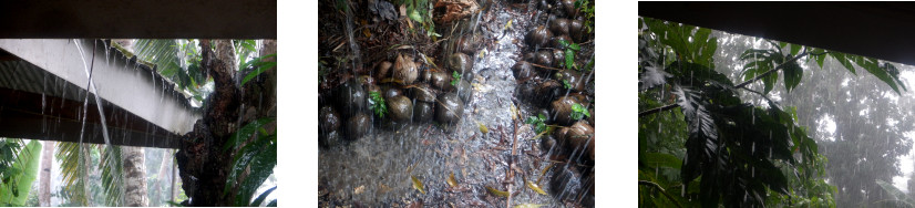 Images of rain in tropical backyard