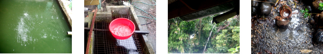 Images of rain in tropical backyard