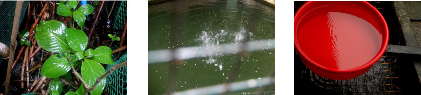 Images of rain in tropical backyard