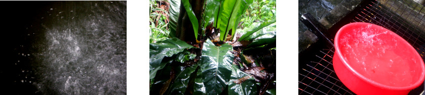 Images of rain in tropical backyard