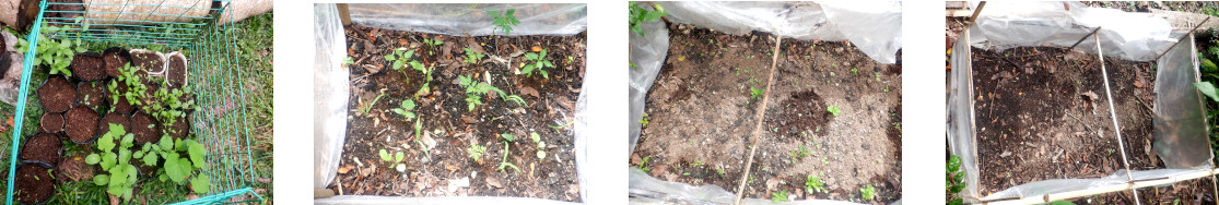 Images of seedlings growing after
        rain in tropical backyard