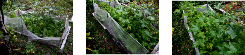 Images of repair to protective plastic in tropical
        backyard