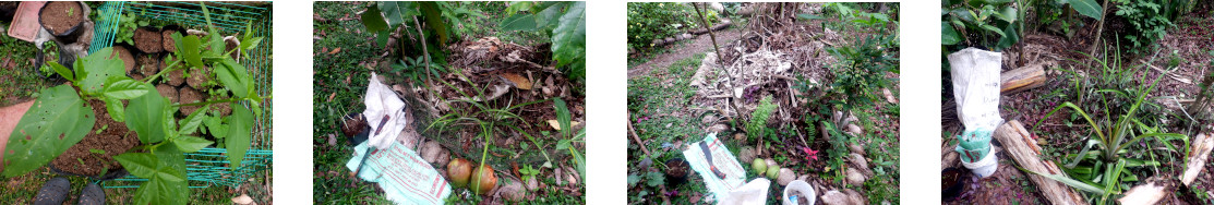 Images of scarlet string beans transplanted in tropical
        backyard