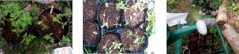 Images of seedlings in tropical
        backyard garden