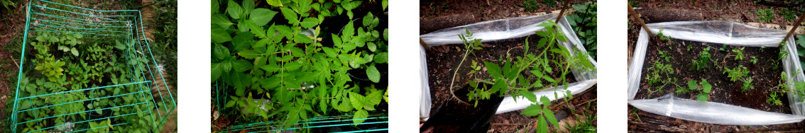 Images of seedlings in tropical
        backyard