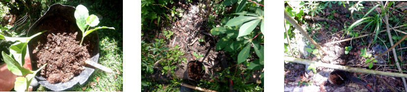 Images of squash transplanted in tropical backyard