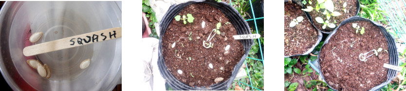 Images of squash seeds potted in tropical backyard