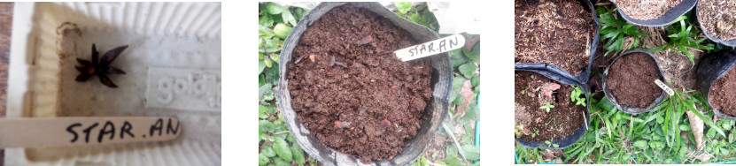 Images of
            star anise seeds potted in tropical backyard