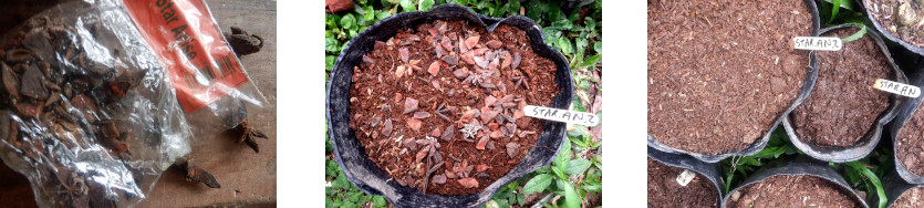 Images of star anise potted in
            tropical backyard