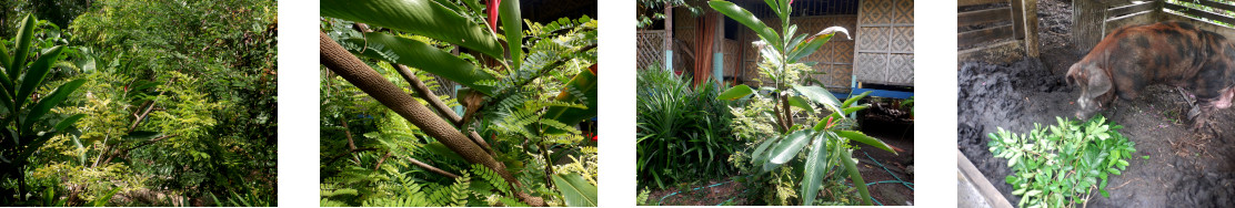 Images of trees in tropical backyard timmed and fed to
        pigs