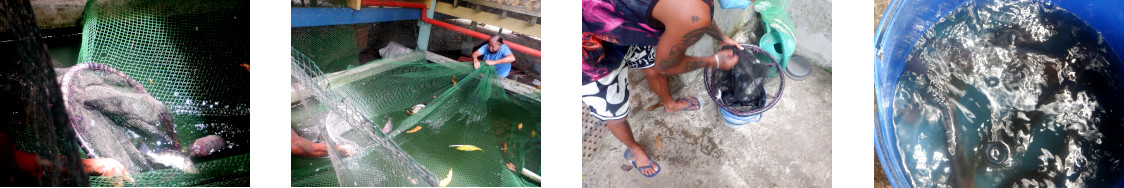 Images of tropical backyard Tilapia being caught