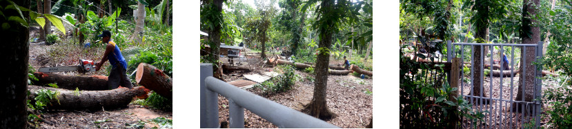 Images of man cutting up tree after Bohol typhoon Odette