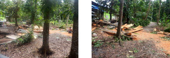 Images of tree cutting atfter typhoon in Bohol