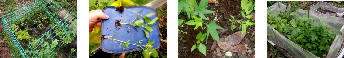 Images of seedlings transplanted in
        tropical backyard