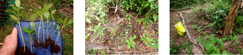 Images of seedlings transplanted
        in tropical backyard