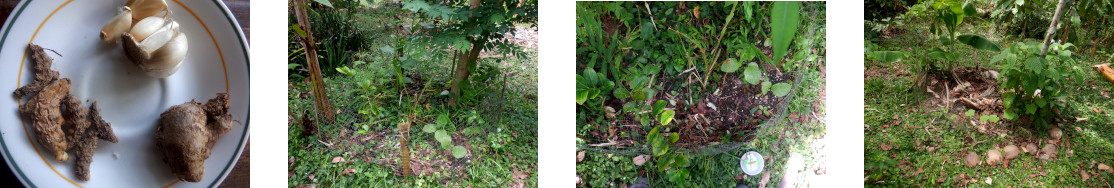 Images
            of turmeric, ginger and garlic planted in tropical backyard
            garden