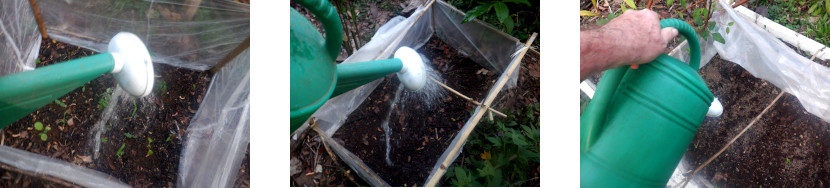 Images of
            protected seedlings being watered in tropical backyard
            garden