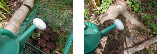 Images of seedlings being watered in tropical backyard