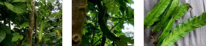 Images of winged beans harvested in
        tropical backyard