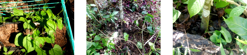 Images of Beans transplanted in tropical backyard after
        typhoon Rai