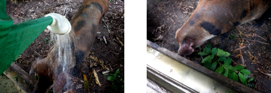 Images of tropical backyard sow recovering from exhaustion
        after farrowiung and typhoon Rai