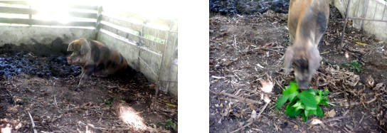 Images of tropical backyard sow after farrowing just after
        typhoon Rai