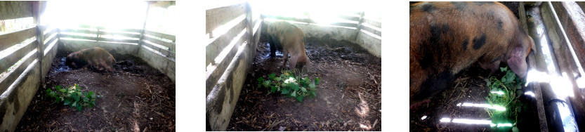 Images of exhausted tropical backyard sow