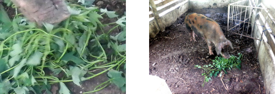 Images of
            exhausted tropical backyard sow recovering after typhoon
            Rai