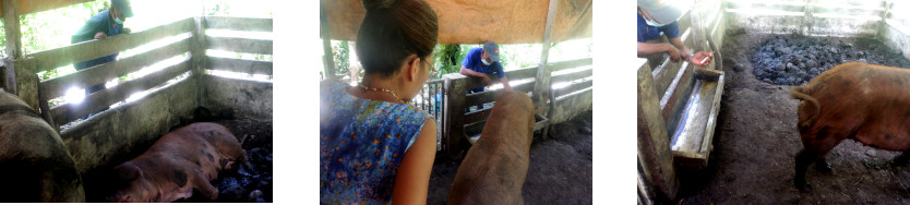 Images of tropical backyard
        pig being examined by a vet