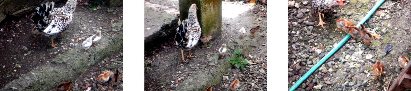 Images of newly born chicks in tropical backyard after
        typhoon Rai