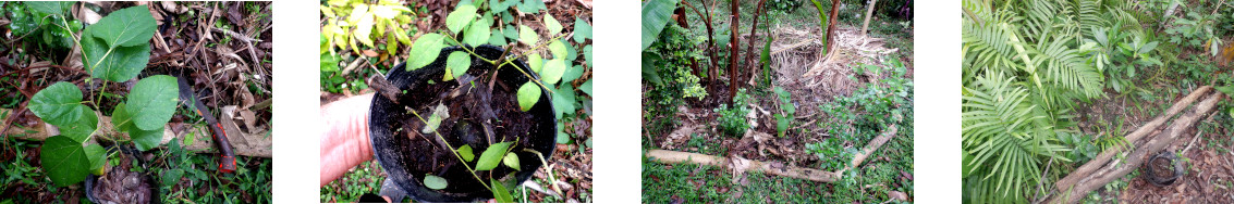 Images of tree currings transplanted in tropical backyard
        after typhoon Rai