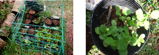 Images of eggplant seedlings in tropical backyard