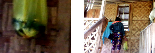 Images of woman selling fish door to door in tropical home