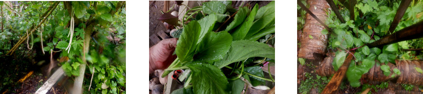 Images of
            tropical backyard garden crops after typhoon Rai