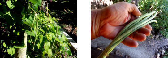 Imagesof a small harvest of native string beans from
        tropical backyard after typhoon Rai