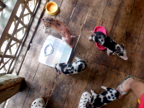 Images of recued piglets on tropical balcony after typhoon
        Rai