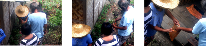 Images of
        people collecting medicinal plants from a tropical backyard