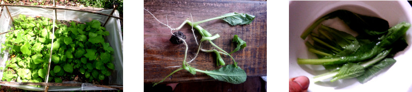 Images of mustard plants in tropical backyard