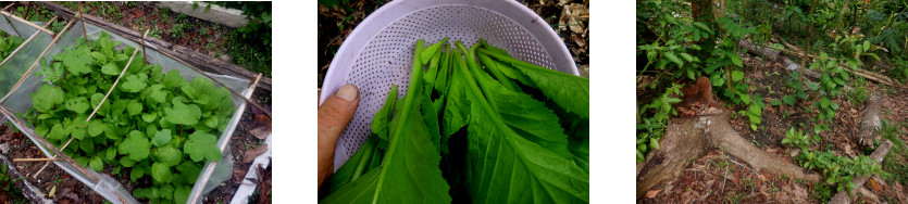 Images of mustard from tropical
          backyard garden