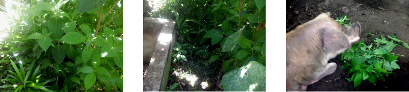 Images of path partially
        cleared in tropical backyard
