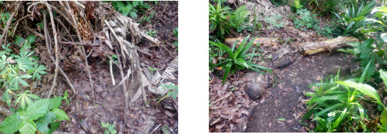 Images of
            tropical backyard path cleared of debris after typhoon Rai