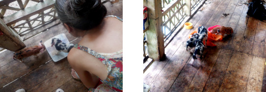 Images of rescued piglets on tropical balcony after typhoon
        Rai