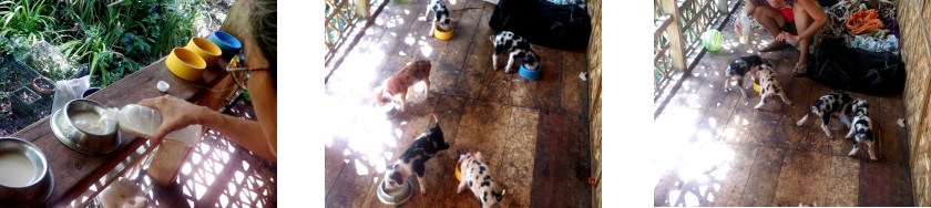 Images of rescued piglets on tropical balcony after typhoon
        Rai