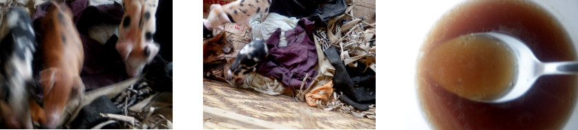 Images of
            rescued pigleys on tropical balcony after typhoon Rai