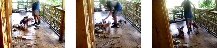 Images of
            piglets on tropical balcony rescued after typhoon Rai