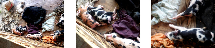 Images
              of rescued piglets on a tropical balcony