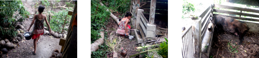 Images of tropical backyard pigs being watered on a hot
        day