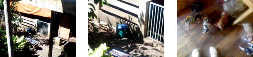 Images of
            pig pens and piglets in tropical backyard