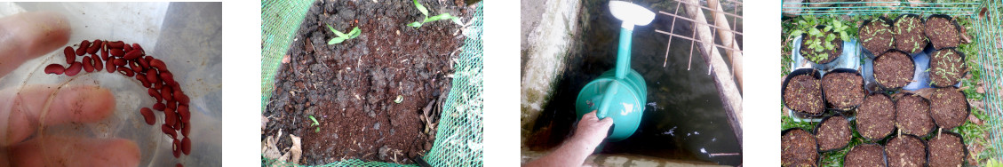 Images of work in tropical garden after typhoon Rai