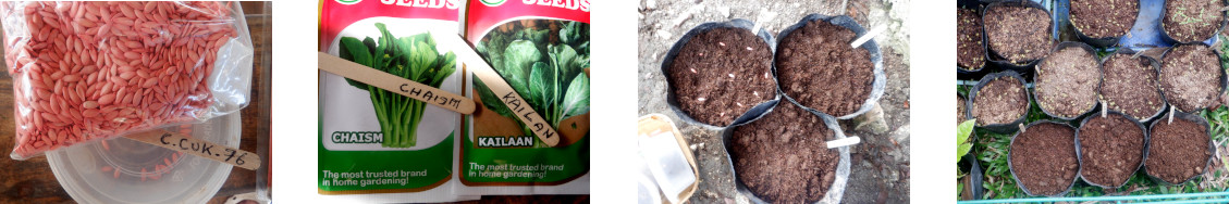 Images of seeds potted in tropical
              backyard after typhoon Rai